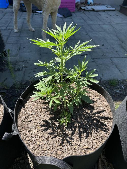 First Grow!!!! (Outdoor). Week 5
