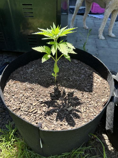 First Grow!!!! (Outdoor). Week 5