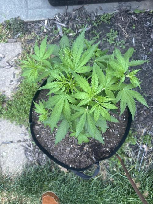 First Grow!!!! (Outdoor). Week 5