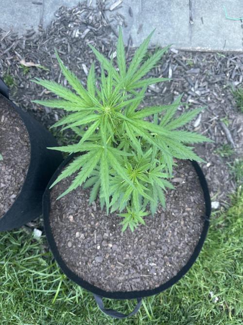 First Grow!!!! (Outdoor). Week 5