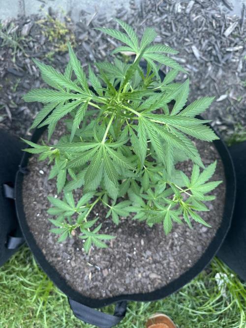 First Grow!!!! (Outdoor). Week 5