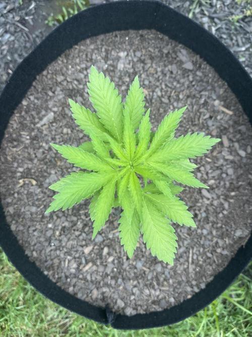 First Grow!!!! (Outdoor). Week 5