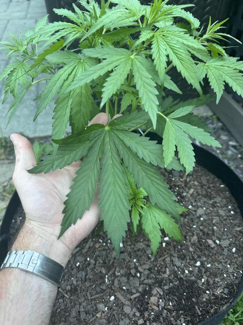 First Grow!!!! (Outdoor). Week 5