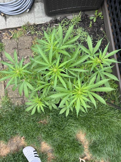 First Grow!!!! (Outdoor). Week 6
