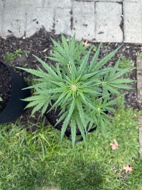 First Grow!!!! (Outdoor). Week 6