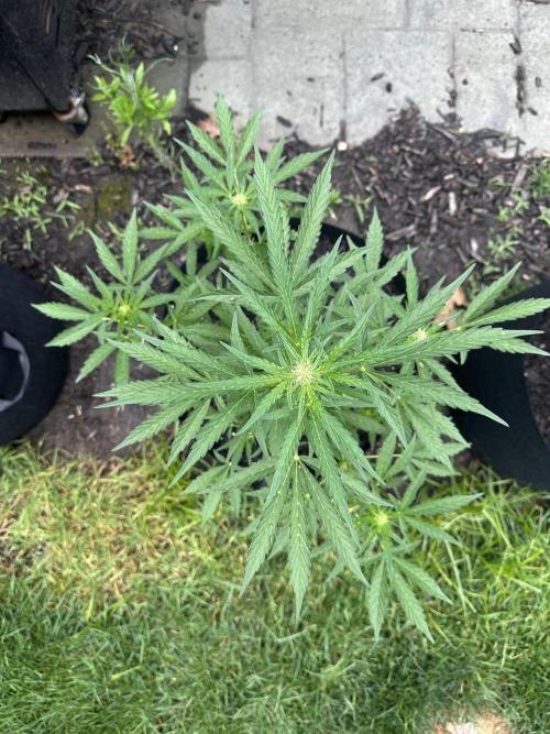 First Grow!!!! (Outdoor). Week 6