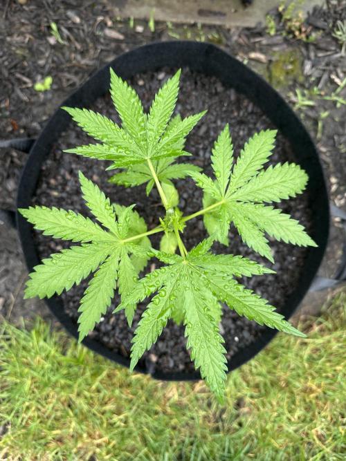 First Grow!!!! (Outdoor). Week 6