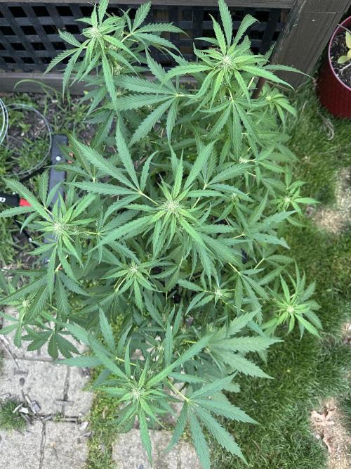 First Grow!!!! (Outdoor). Week 7
