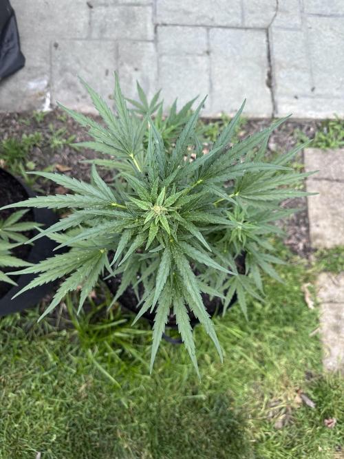 First Grow!!!! (Outdoor). Week 7