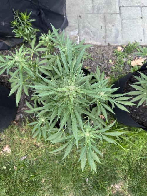 First Grow!!!! (Outdoor). Week 7