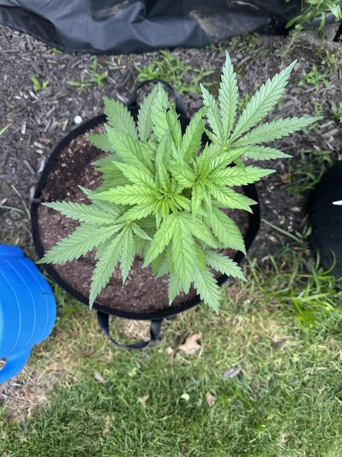 First Grow!!!! (Outdoor). Week 7