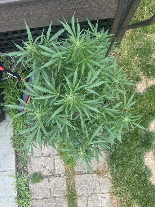 First Grow!!!! (Outdoor). Week 8