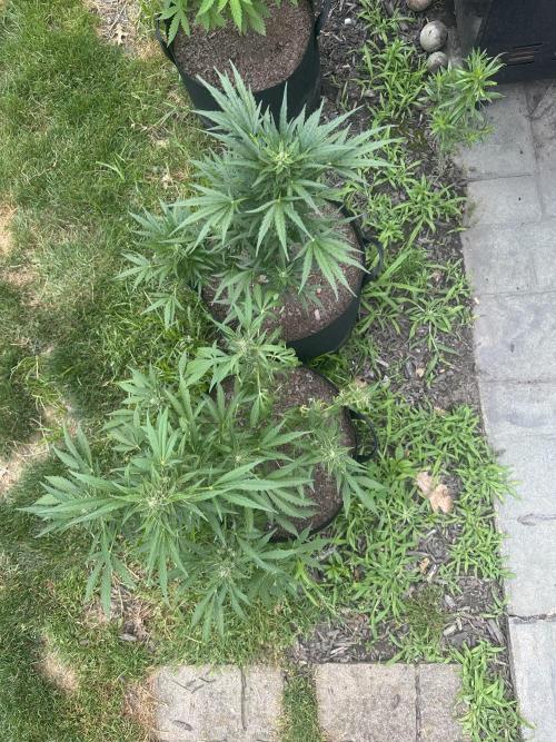 First Grow!!!! (Outdoor). Week 8