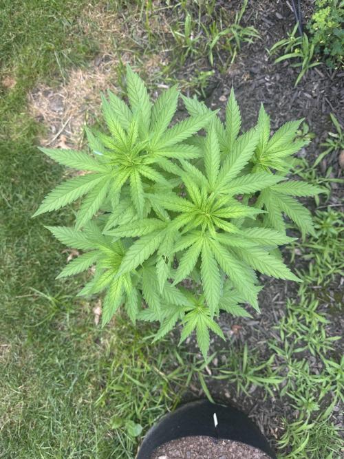 First Grow!!!! (Outdoor). Week 8