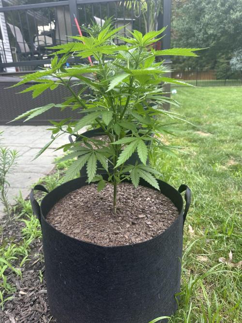 First Grow!!!! (Outdoor). Week 8