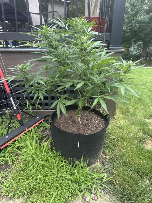 First Grow!!!! (Outdoor). Week 8