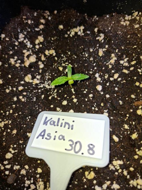 Grow 1. Week 0