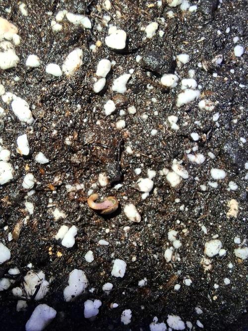 Grow 1. Week 0