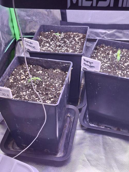 Grow 1. Week 0