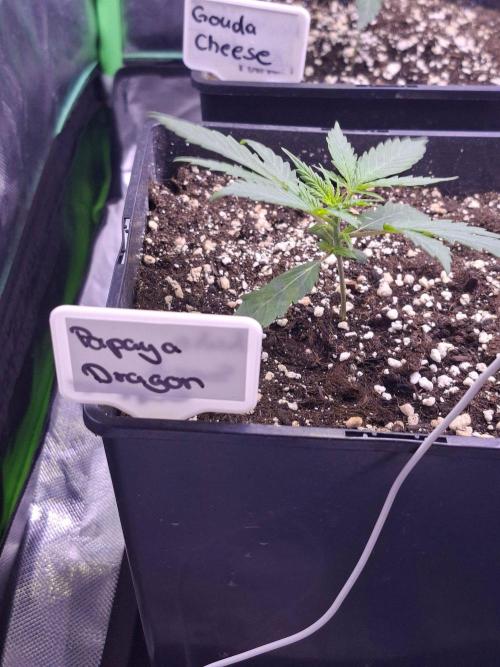 Grow 1. Week 3 - Papaya Dragon Auto 
Seed Supplier 