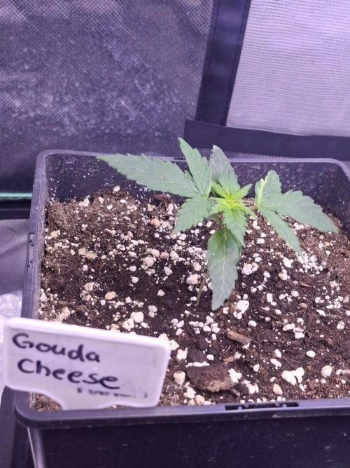 Grow 1. Week 3 - Gouda Cheese Auto 
DNA Amsterdam x HighGiraffeSeed's