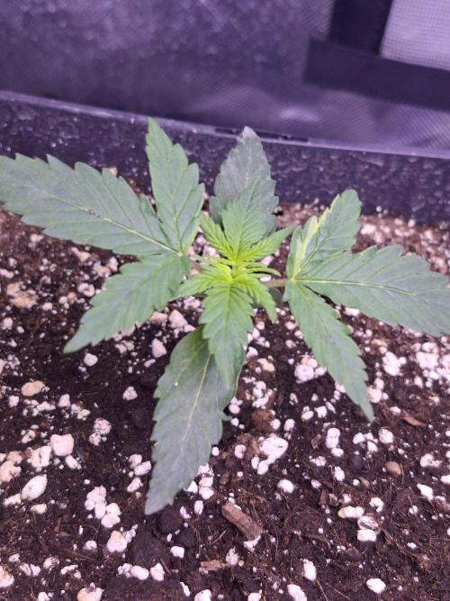 Grow 1. Week 3 - Gouda Cheese Auto 
DNA Amsterdam x HighGiraffeSeed's