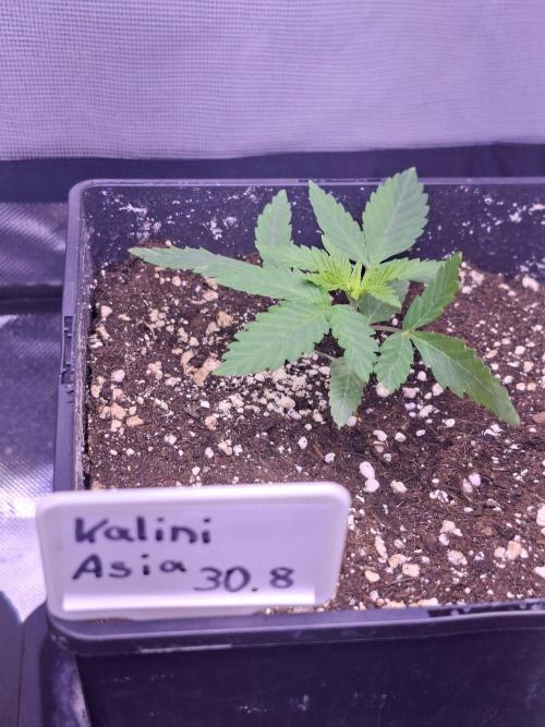 Grow 1. Week 3 - Kalini Asia 
Zamnesia 