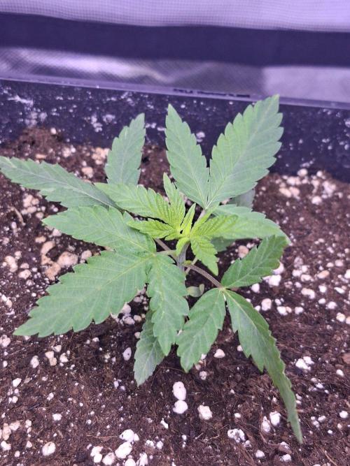 Grow 1. Week 3 - Kalini Asia 
Zamnesia 