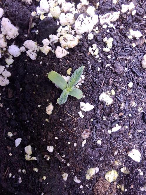 Grow 1. Week 3 - Baby Boom Auto 
Kannabia Seed