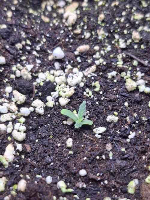 Grow 1. Week 3 - Baby Boom Auto 
Kannabia Seed