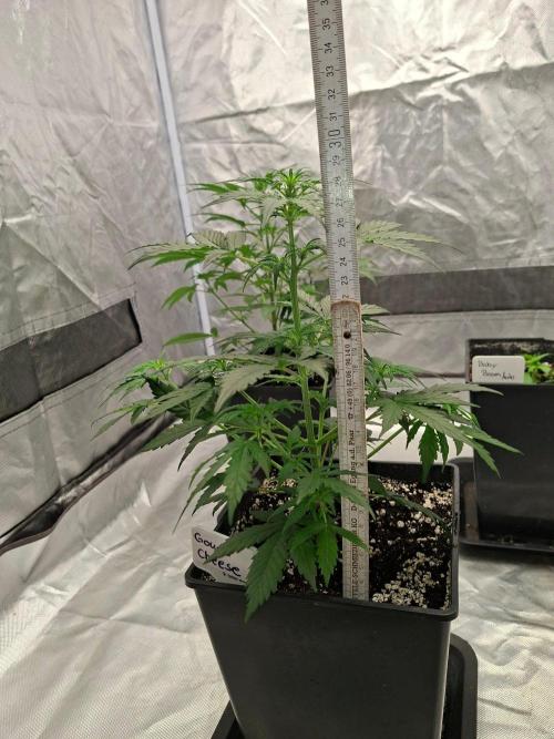 4 Strains im Test. Week 4