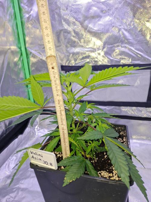 4 Strains im Test. Week 4