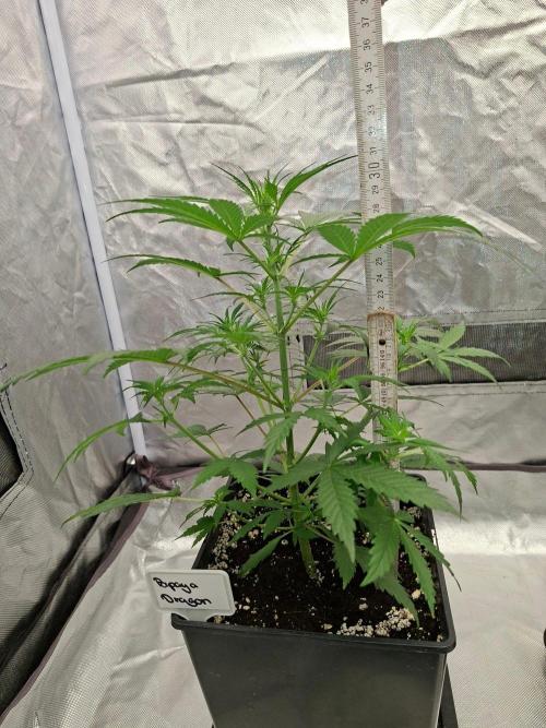 4 Strains im Test. Week 4