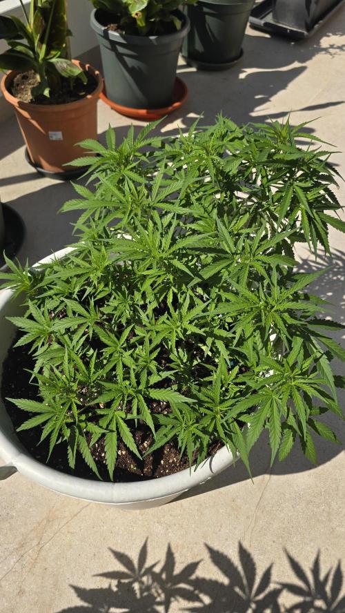 Gorilla Glue Faster. Week 8