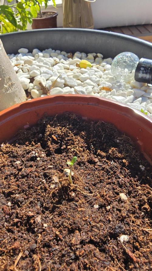 Oreoz. Week 0