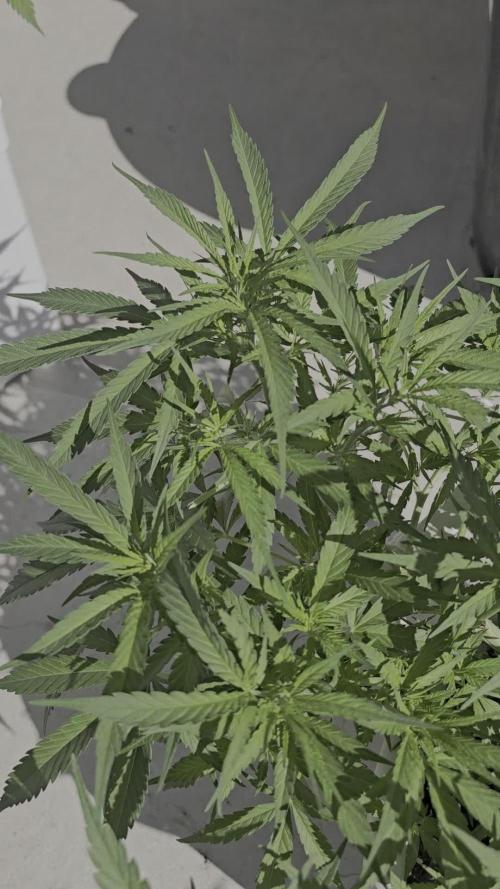 Gorilla glue faster LST