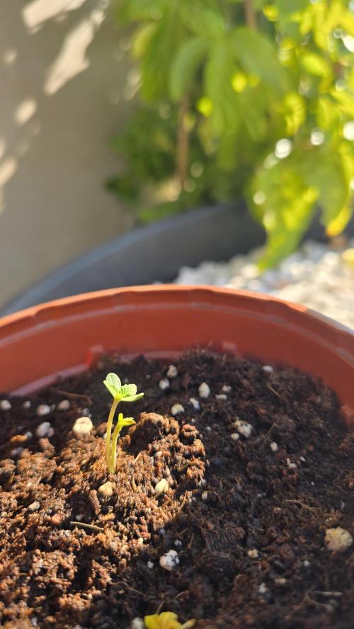Oreoz doble seed!!. Week 1 - Como podéis ver una se ha quedado más grande que otra