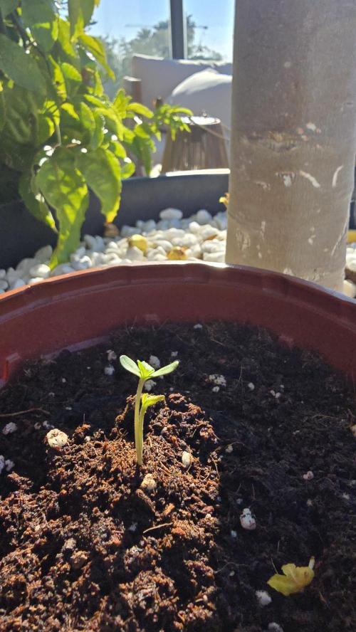 Oreoz doble seed!!. Week 1