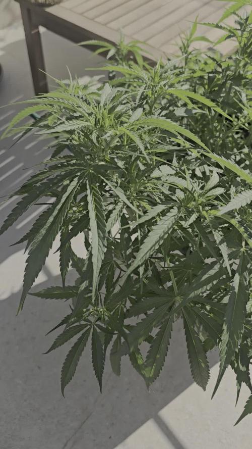 Gorilla glue faster LST