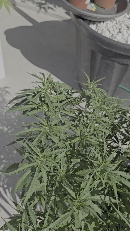 Gorilla glue faster LST