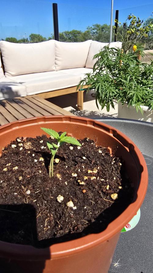 Oreoz doble seed!!. Week 2