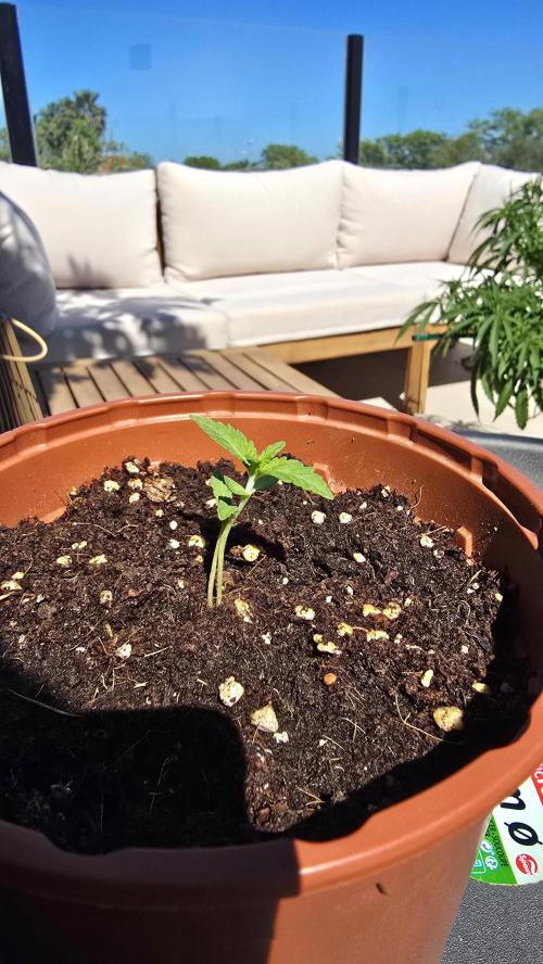 Oreoz doble seed!!. Week 2