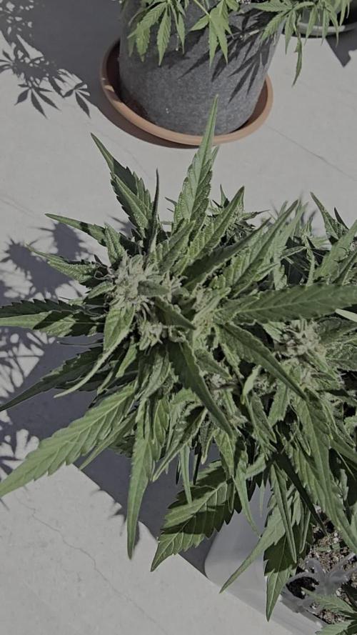 London cheese and magnum auto outdoor