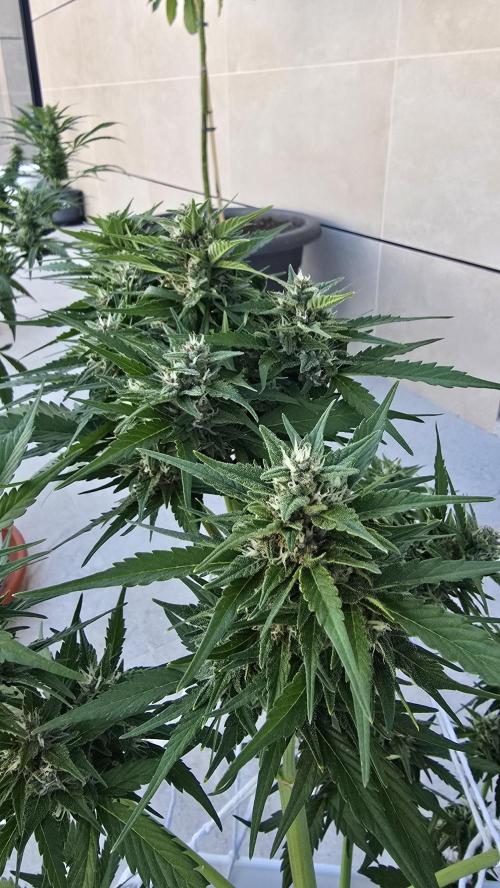 London cheese and magnum auto outdoor. Week 7