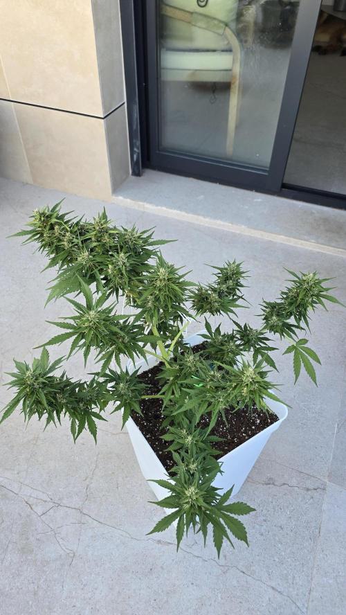 London cheese and magnum auto outdoor. Week 7