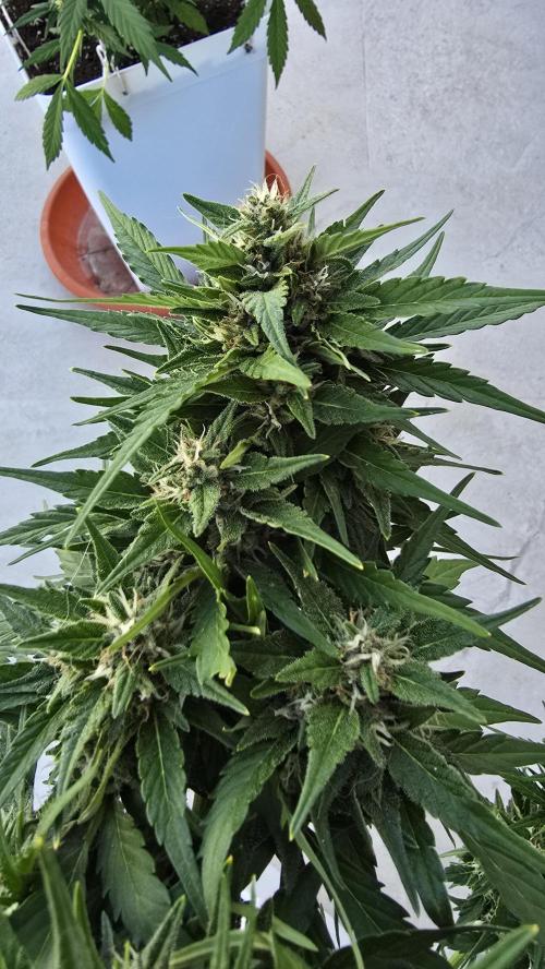 London cheese and magnum auto outdoor. Week 7