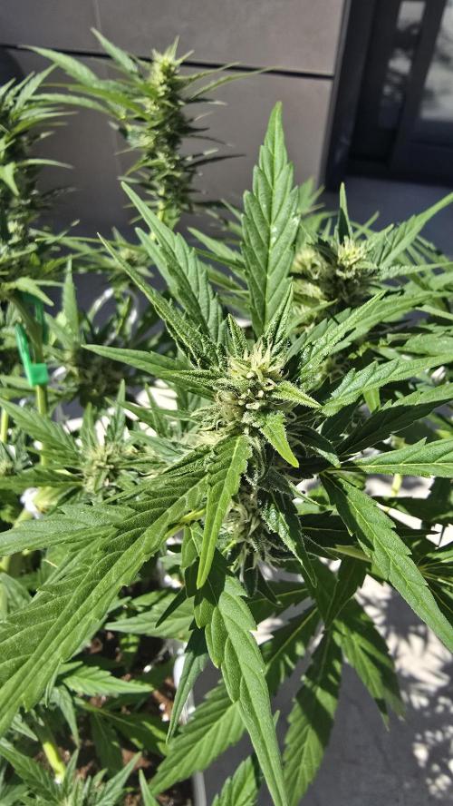 London cheese and magnum auto outdoor. Week 7