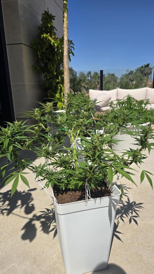 London cheese and magnum auto outdoor. Week 7