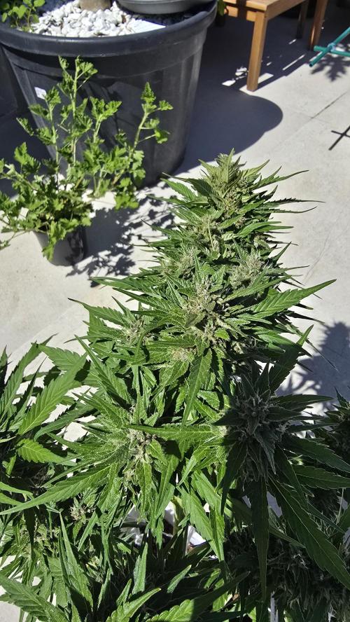 London cheese and magnum auto outdoor. Week 8