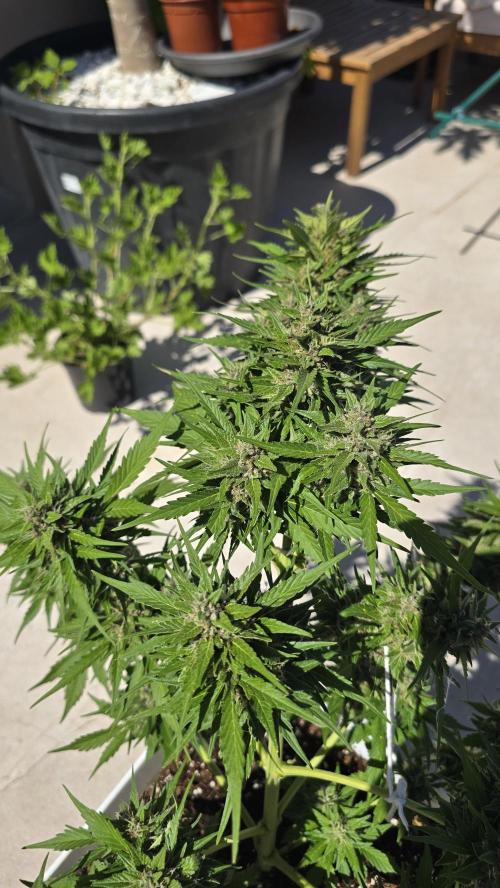 London cheese and magnum auto outdoor. Week 8